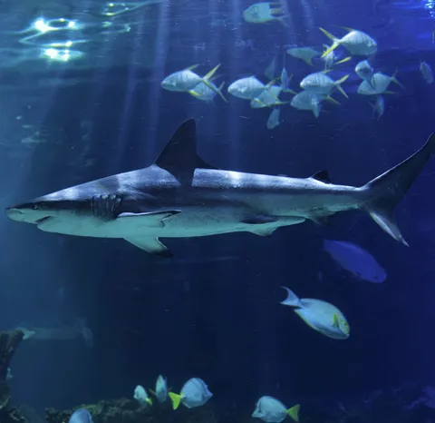 Descubre el Shark Pass: Tu Pase Exclusivo para una Aventura Marina Sin Límites