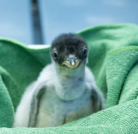 Nacen cuatro nuevos pingüinos chilangos en el Acuario Inbursa: un hito para la reproducción de especies en México